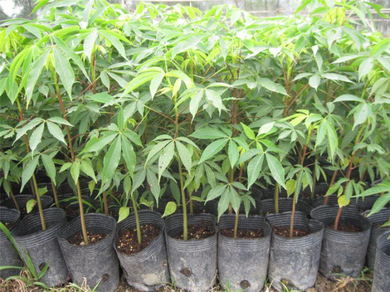 木棉树苗木棉花树苗庭院名贵观赏院子风景树大型绿化苗木