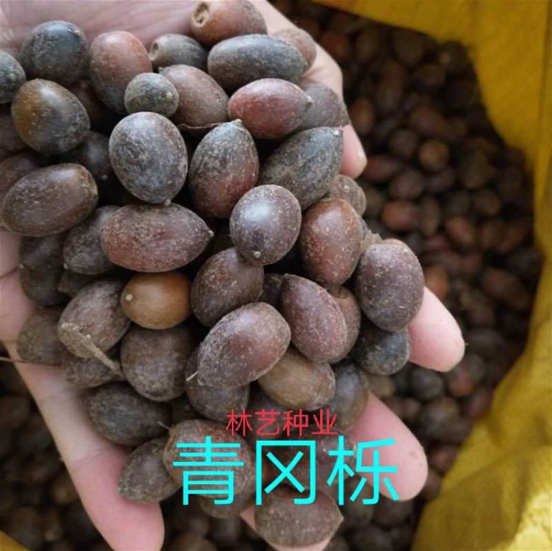 青冈栎种子
