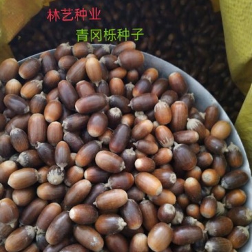 青冈栎种子