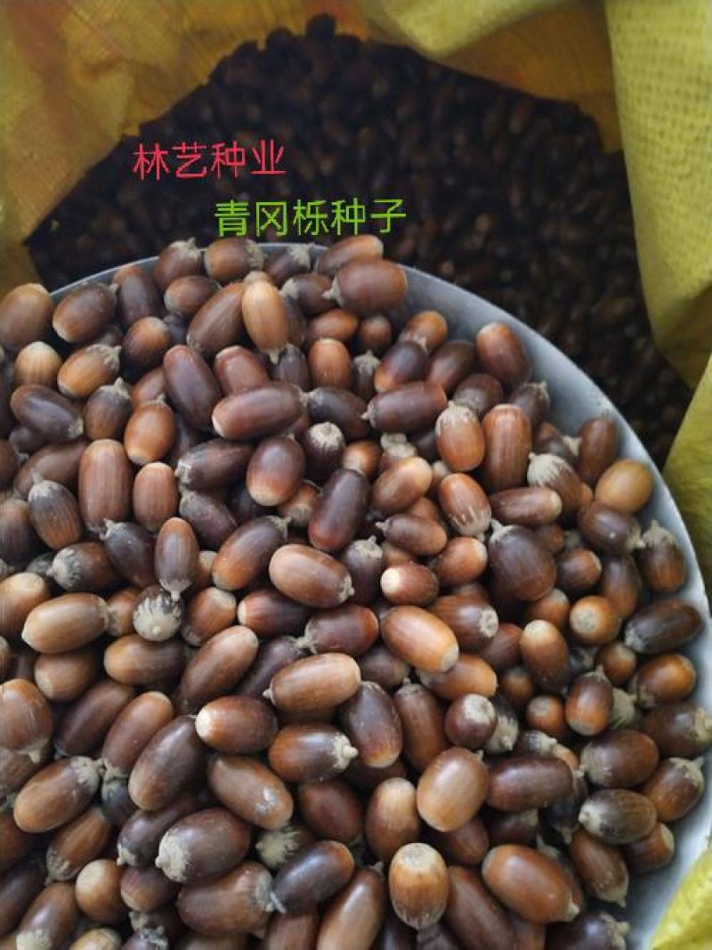 青冈栎种子