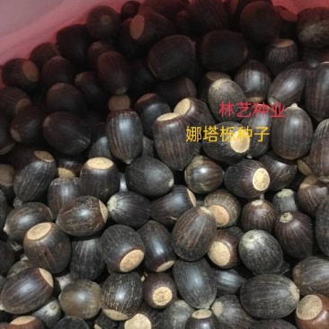 正宗娜塔栎种子新采娜塔栎种子彩叶树风景树橡树种子