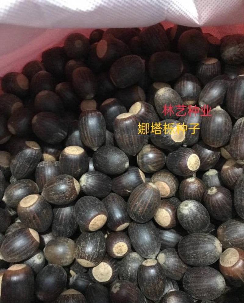正宗娜塔栎种子新采娜塔栎种子彩叶树风景树橡树种子