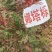 正宗娜塔栎种子新采娜塔栎种子彩叶树风景树橡树种子