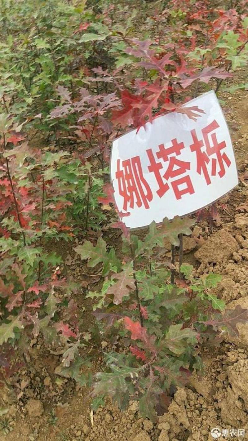 正宗娜塔栎种子新采娜塔栎种子彩叶树风景树橡树种子