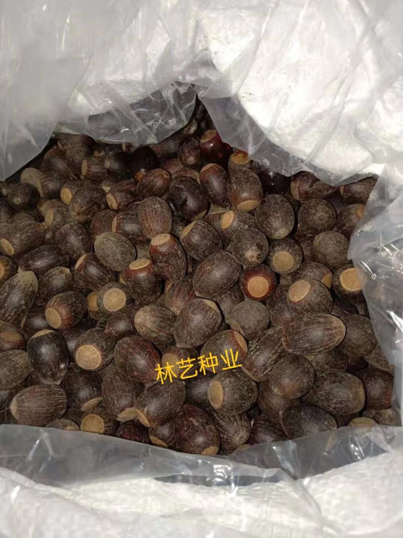正宗娜塔栎种子新采娜塔栎种子彩叶树风景树橡树种子