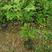 正宗娜塔栎种子新采娜塔栎种子彩叶树风景树橡树种子