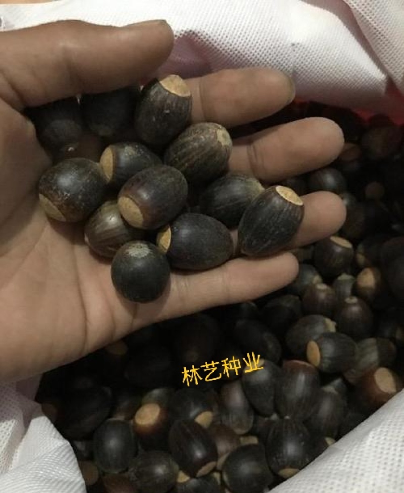 正宗娜塔栎种子新采娜塔栎种子彩叶树风景树橡树种子