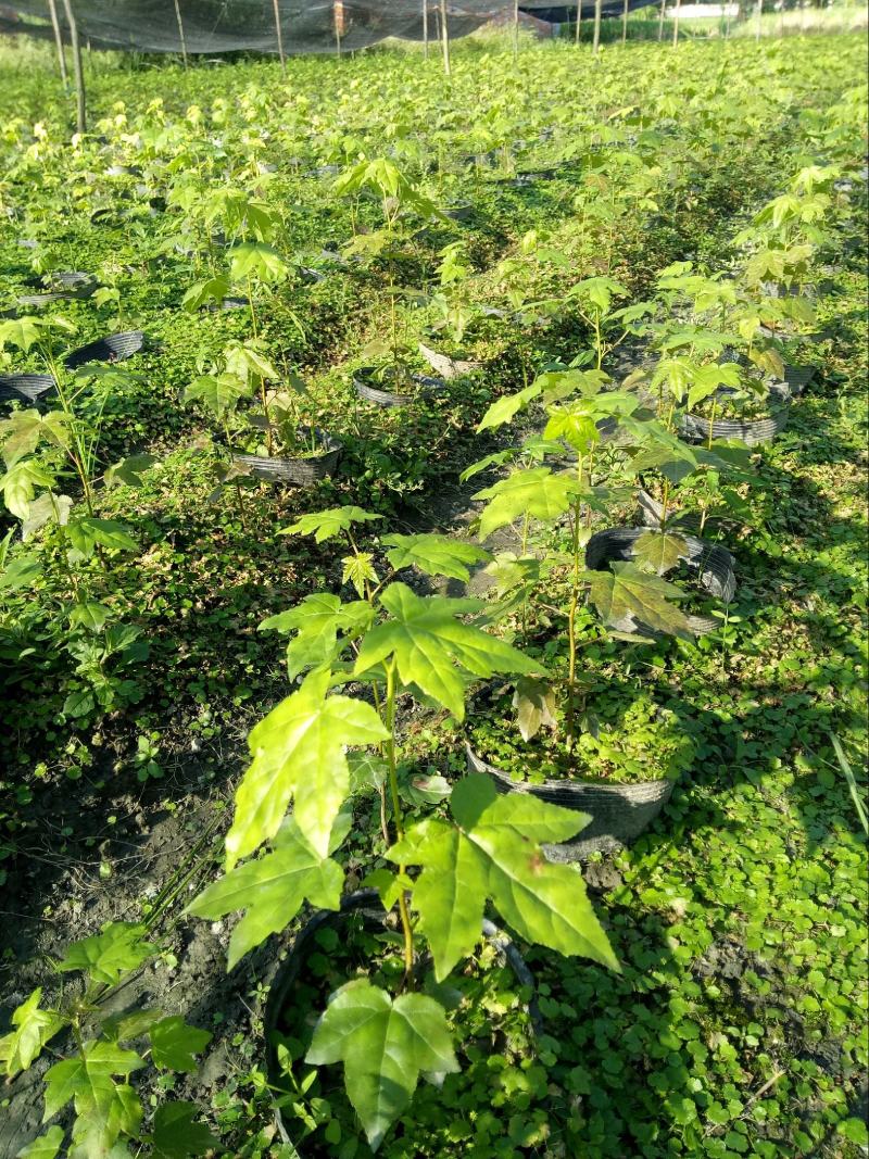 正宗娜塔栎种子新采娜塔栎种子彩叶树风景树橡树种子