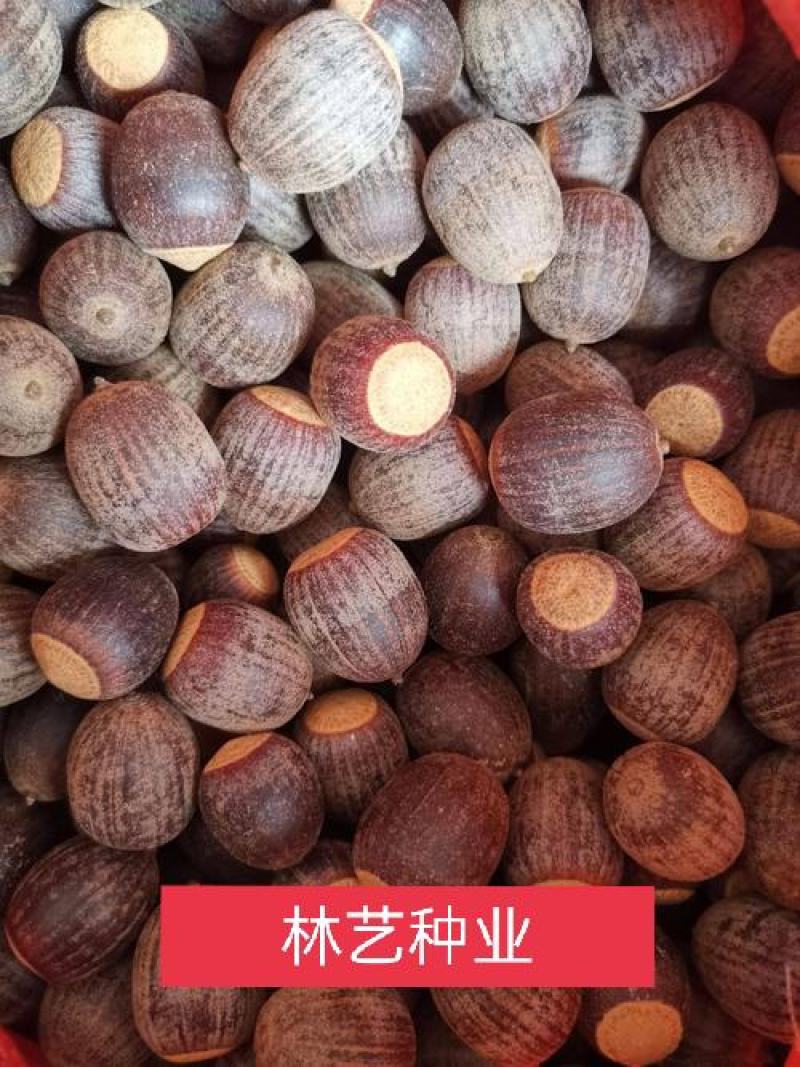 正宗娜塔栎种子新采娜塔栎种子彩叶树风景树橡树种子