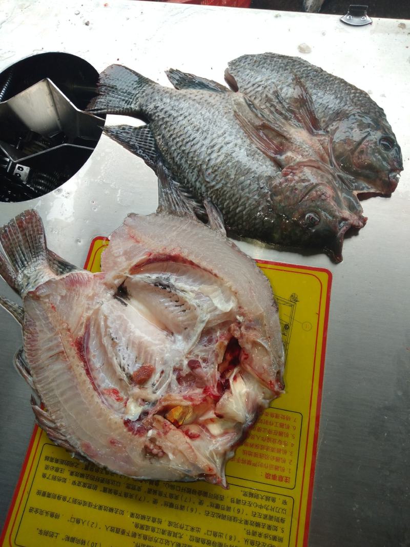 长期批发供应散冻每片3-5两罗非纯鱼肉片