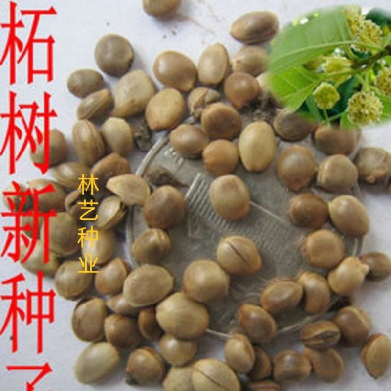 柘树种子南通如皋柞榛野生柘树柞榛苗柞榛小苗