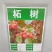 柘树种子南通如皋柞榛野生柘树柞榛苗柞榛小苗
