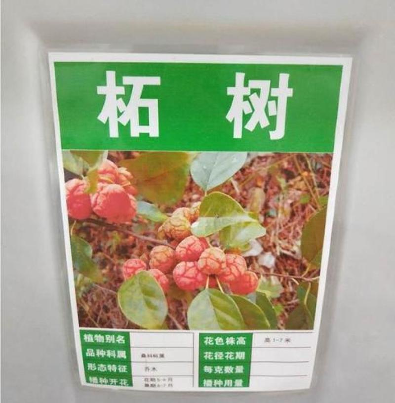 柘树种子南通如皋柞榛野生柘树柞榛苗柞榛小苗