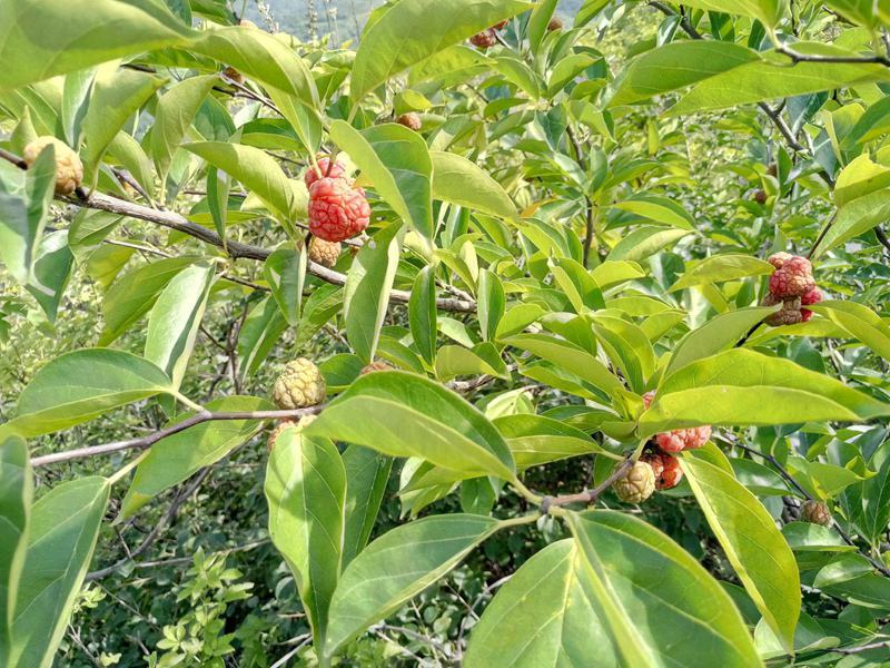 柘树种子南通如皋柞榛野生柘树柞榛苗柞榛小苗