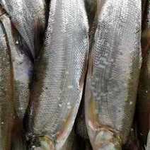 长期供应批发冰鲜急冻7斤以上的野货翘嘴鱼