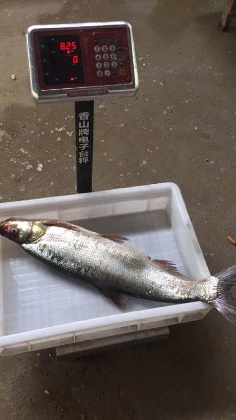 长期供应批发冰鲜急冻7斤以上的野货翘嘴鱼