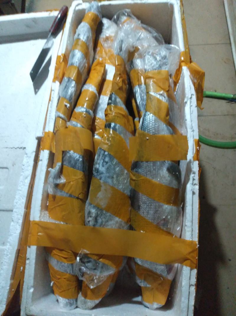 长期供应批发冰鲜急冻7斤以上的野货翘嘴鱼