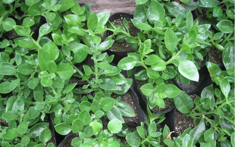 穿心莲种籽子种子中药材植物盆栽蔬菜四季草药野生药用特色