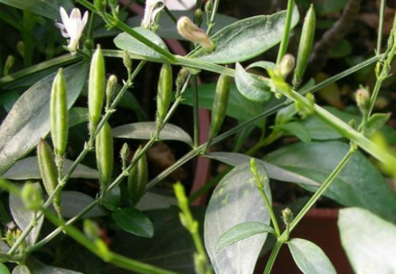 穿心莲种籽子种子中药材植物盆栽蔬菜四季草药野生药用特色