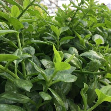 穿心莲种籽子种子中药材植物盆栽蔬菜四季草药野生药用特色