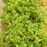 穿心莲种籽子种子中药材植物盆栽蔬菜四季草药野生药用特色