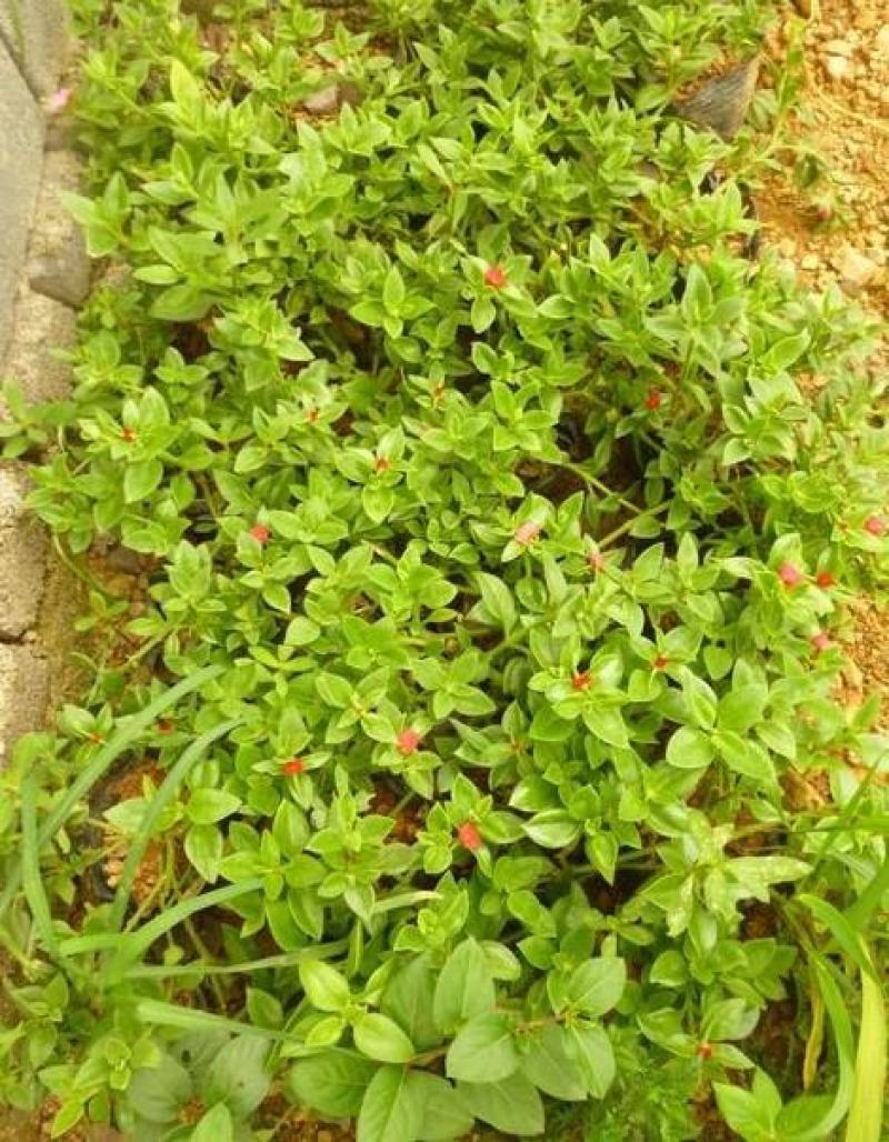 穿心莲种籽子种子中药材植物盆栽蔬菜四季草药野生药用特色