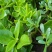 穿心莲种籽子种子中药材植物盆栽蔬菜四季草药野生药用特色