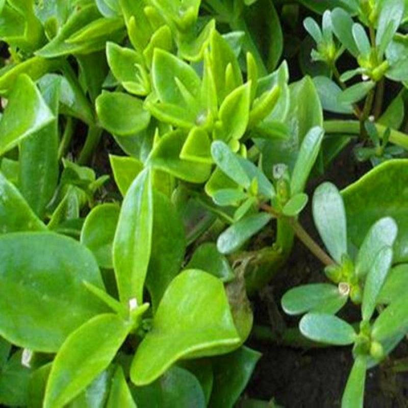 穿心莲种籽子种子中药材植物盆栽蔬菜四季草药野生药用特色