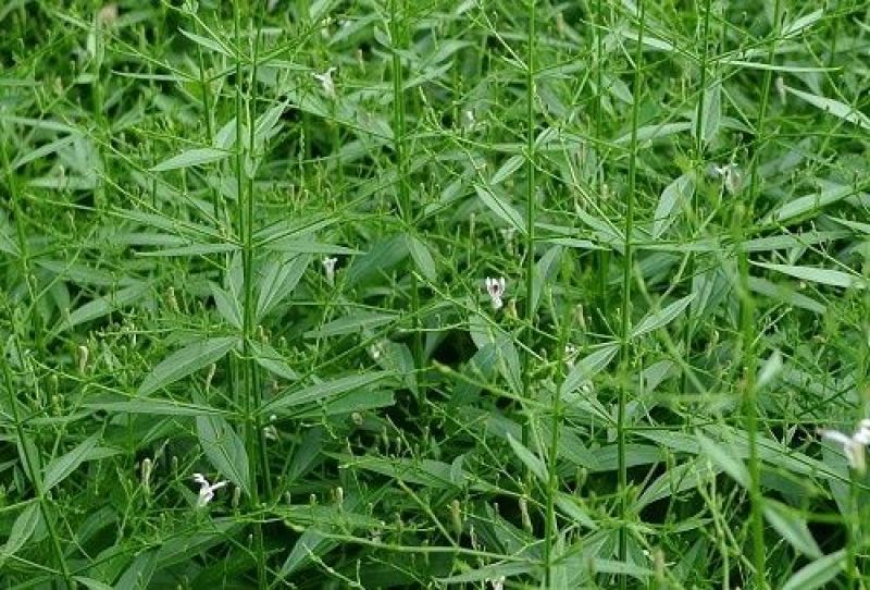 穿心莲种籽子种子中药材植物盆栽蔬菜四季草药野生药用特色