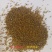 穿心莲种籽子种子中药材植物盆栽蔬菜四季草药野生药用特色