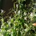 穿心莲种籽子种子中药材植物盆栽蔬菜四季草药野生药用特色