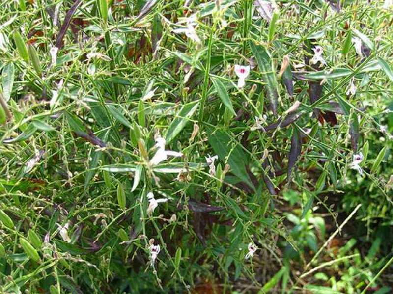 穿心莲种籽子种子中药材植物盆栽蔬菜四季草药野生药用特色