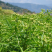 穿心莲种籽子种子中药材植物盆栽蔬菜四季草药野生药用特色