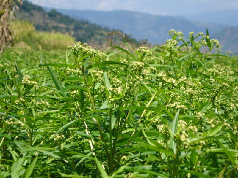 穿心莲种籽子种子中药材植物盆栽蔬菜四季草药野生药用特色