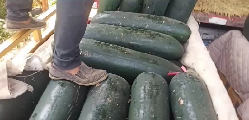 趴地吊东瓜颜色黑色耐运输欢迎新老客户光临