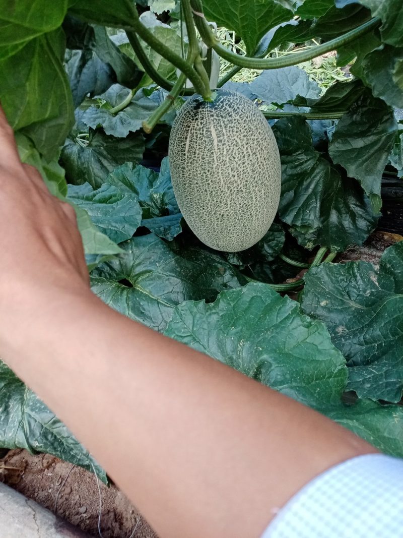 小蜜25.西州蜜，哈密瓜，山东潍坊青州，寿光昌乐主产区，