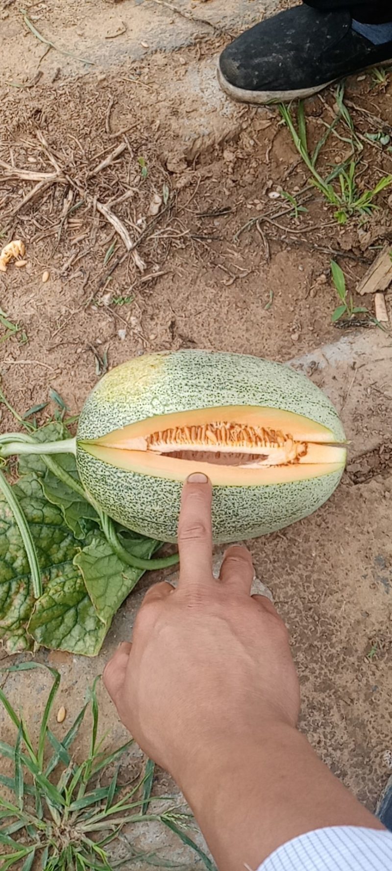 小蜜25.西州蜜，哈密瓜，山东潍坊青州，寿光昌乐主产区，