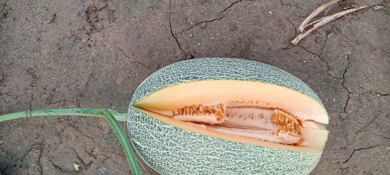 小蜜25.西州蜜，哈密瓜，山东潍坊青州，寿光昌乐主产区，