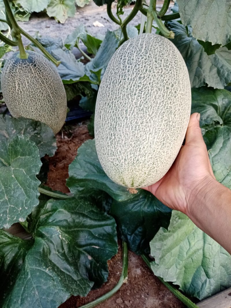 小蜜25.西州蜜，哈密瓜，山东潍坊青州，寿光昌乐主产区，