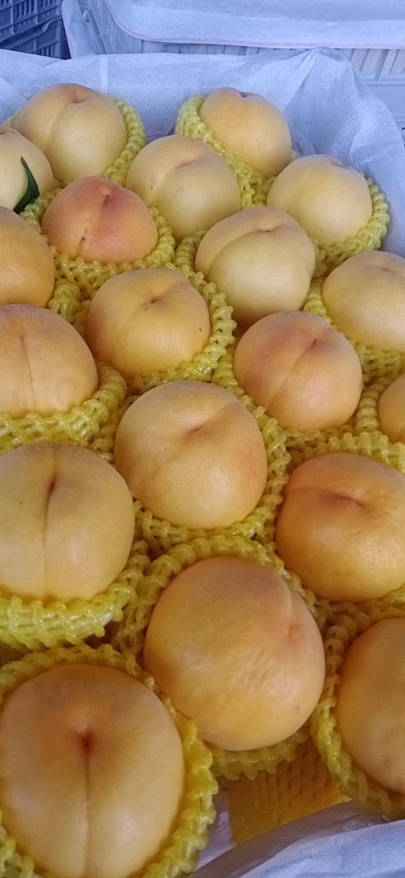 突围桃子