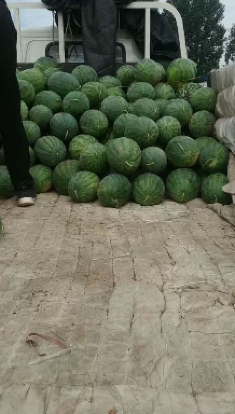 龙卷风，金花西瓜，馆陶县众康果品市场大量供应