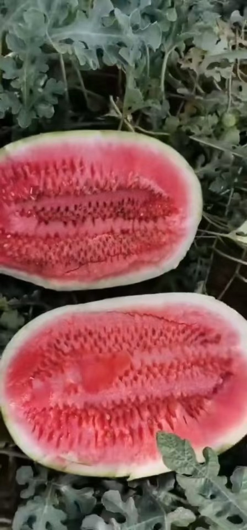 龙卷风，金花西瓜，馆陶县众康果品市场大量供应