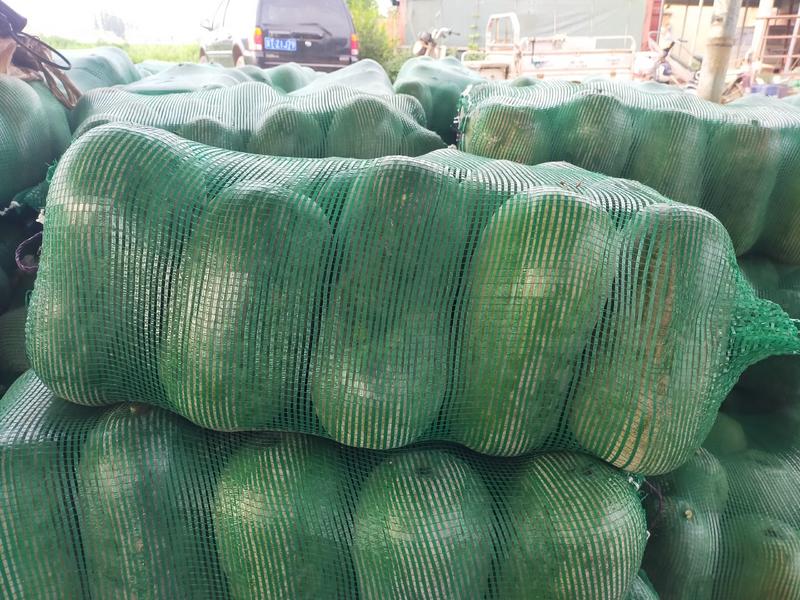 水果冬瓜，大量有货，3公斤左右，随时有货，可发往中国各地