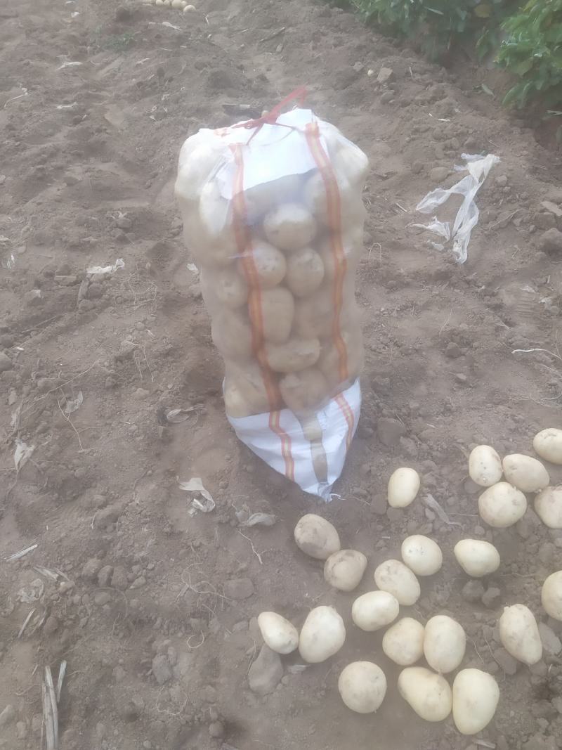 荷兰十五土豆