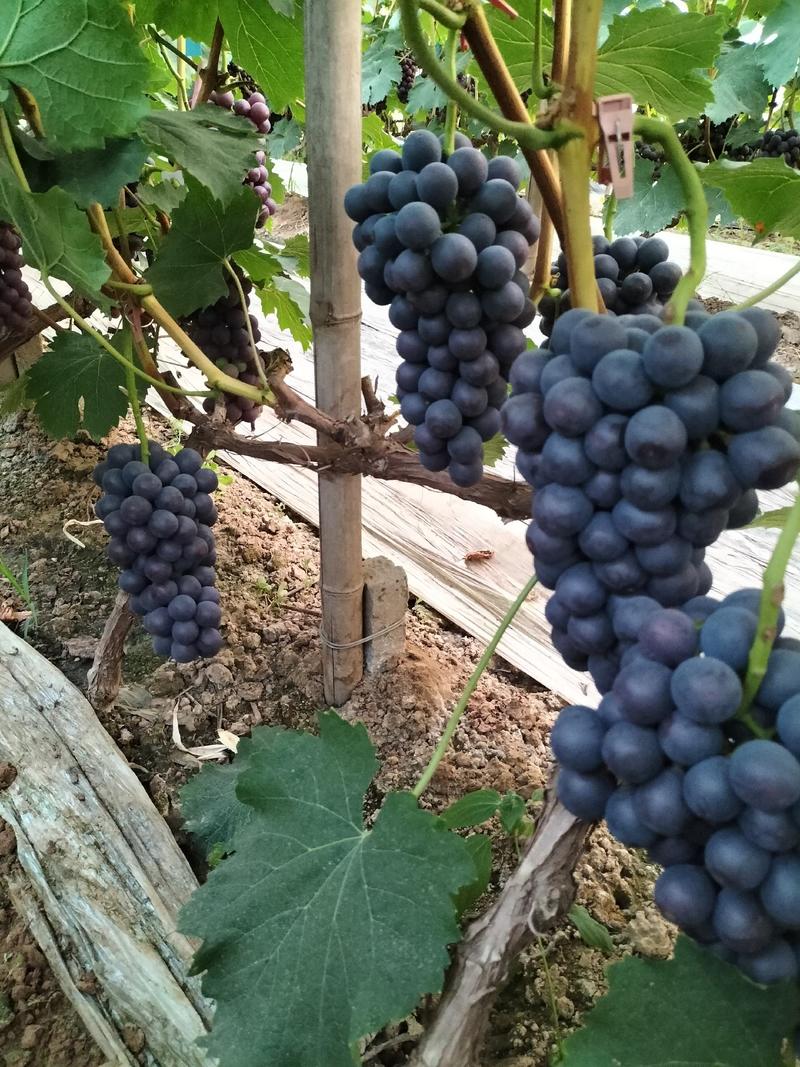 夏黑葡萄，精品夏黑葡萄。诚邀全国各地水果商