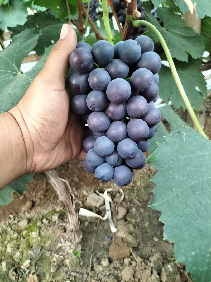夏黑葡萄，精品夏黑葡萄。诚邀全国各地水果商