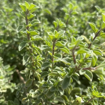 基地现挖薄荷十香菜紫茎石香菜香草麝香草