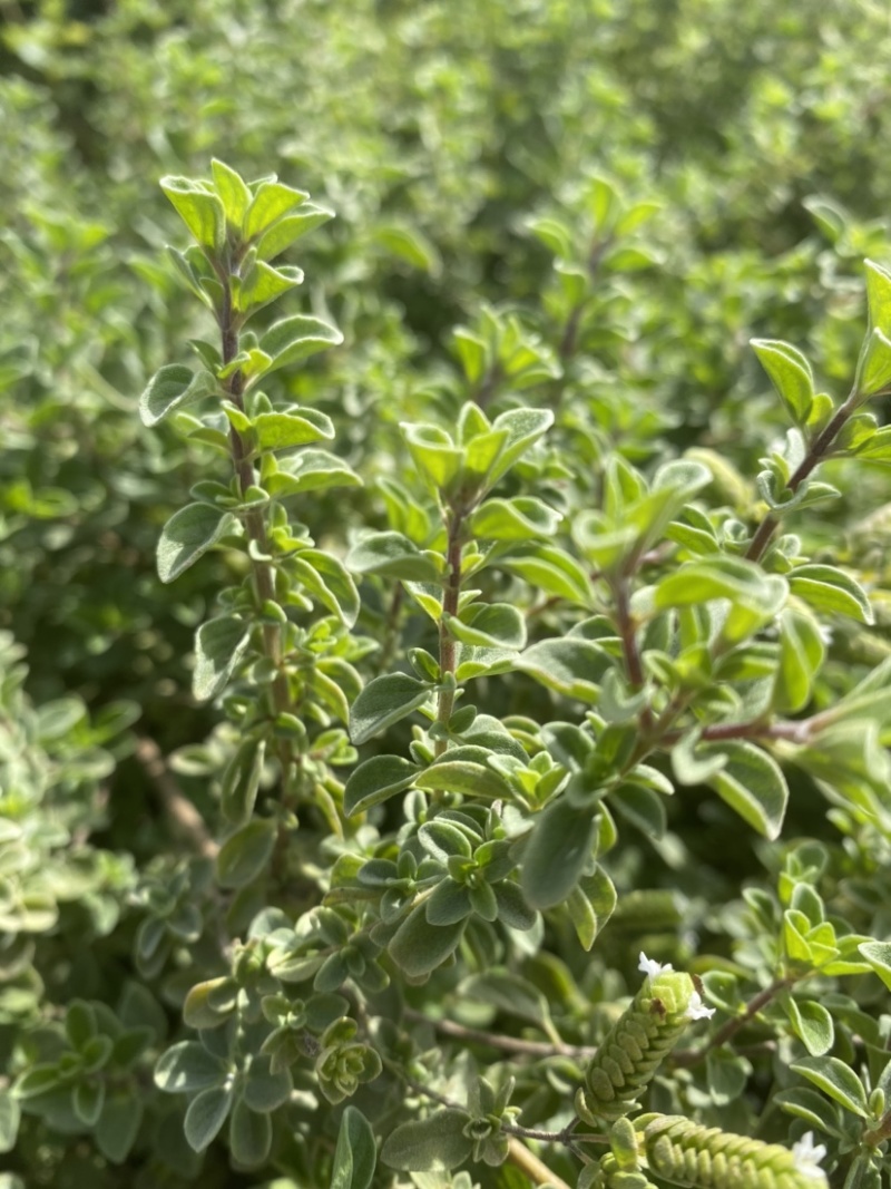 基地现挖薄荷十香菜紫茎石香菜香草麝香草