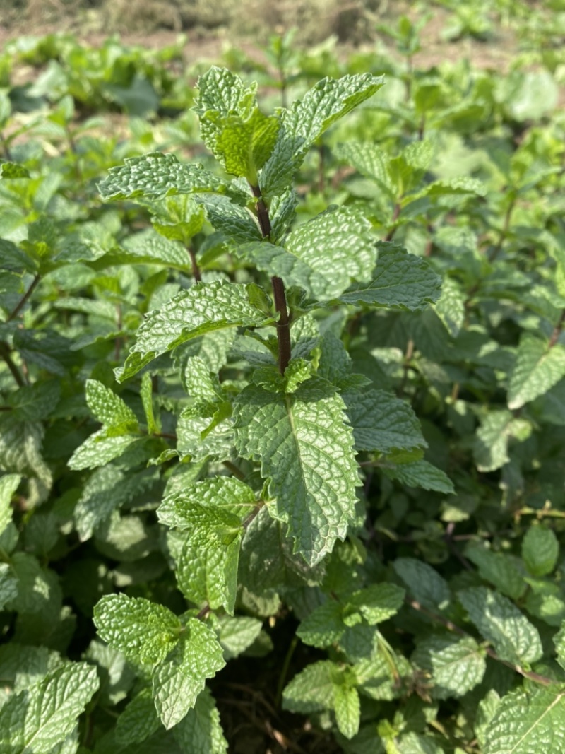 基地现挖薄荷十香菜紫茎石香菜香草麝香草