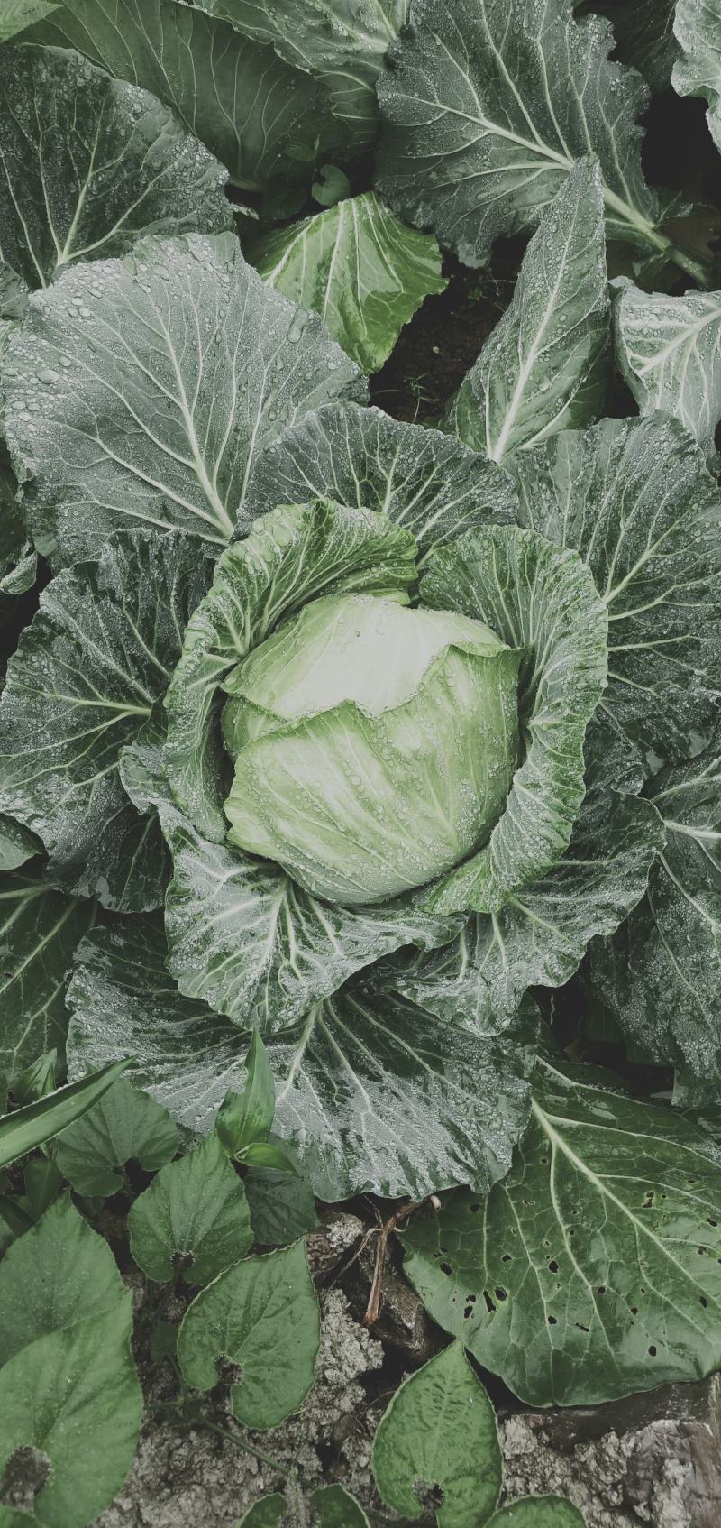 包菜